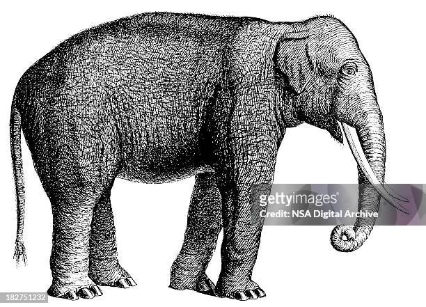 stockillustraties, clipart, cartoons en iconen met elephant | antique animal illustrations - animal trunk