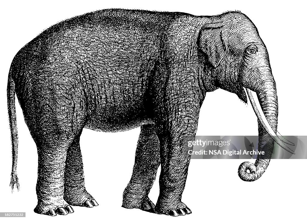 Elephant | Antique Animal Illustrations