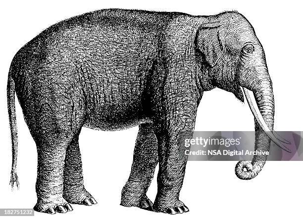 elephant | antique animal illustrations - elephant tusk stock illustrations