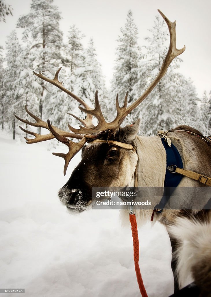 Reindeer with red leash in the snow