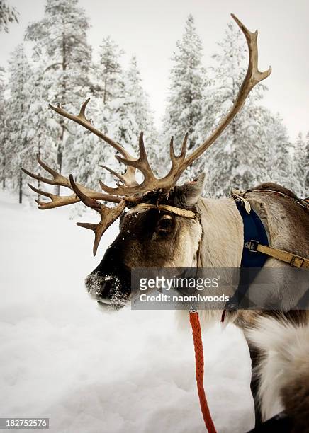 reindeer with red leash in the snow - claus lange stock pictures, royalty-free photos & images
