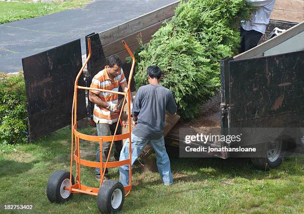 three men unloading a tree off a truck - unloading stockfoto's en -beelden