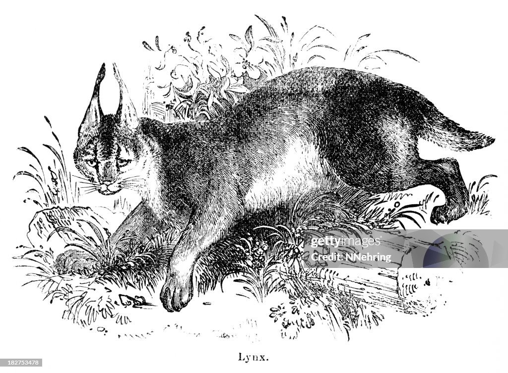 Lynx