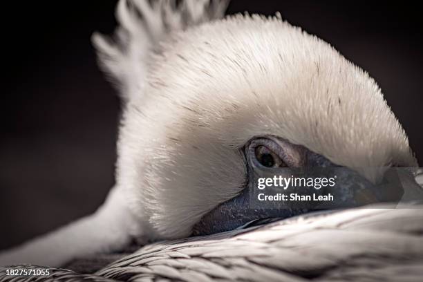 pelican close-up - soft focus eye water stock-fotos und bilder