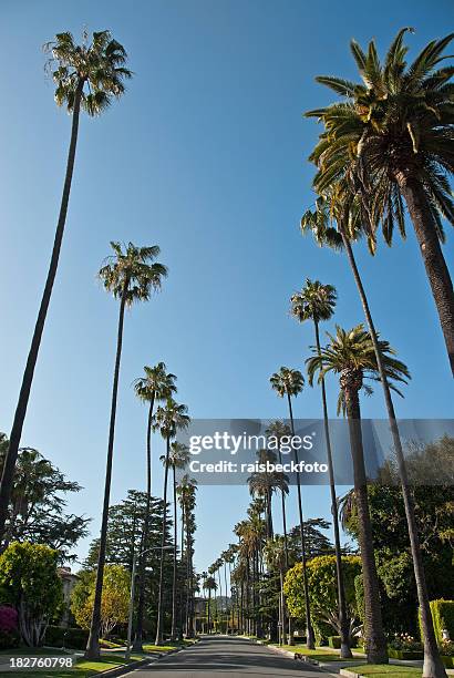 residential street in beverly hills, california - la palm trees stock pictures, royalty-free photos & images