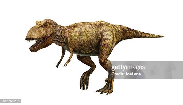 tyrannosaurus rex - t rex stock-fotos und bilder