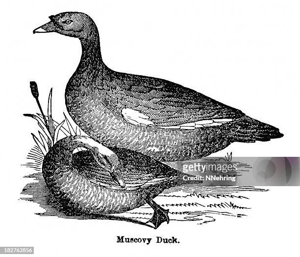 muscovy duck engraving - muscovy duck stock illustrations