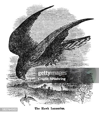 Hawk Lannarius Hawk Lannarius