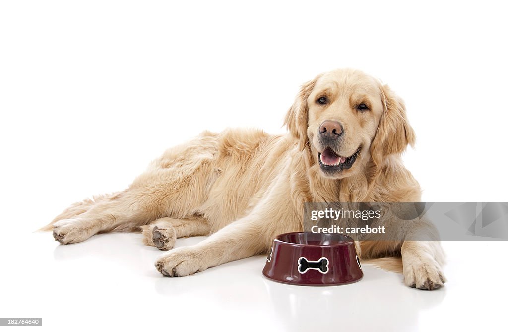 Golden Retriever With Food Dish