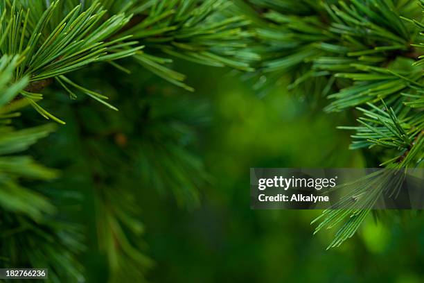 macro close-up of bright green fir tree branches - tallträd bildbanksfoton och bilder