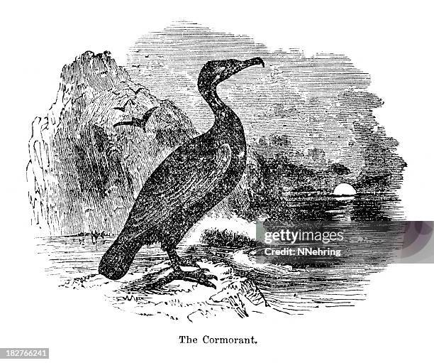 135点の鵜イラスト素材 Getty Images 135点の鵜イラスト素材 Getty Images