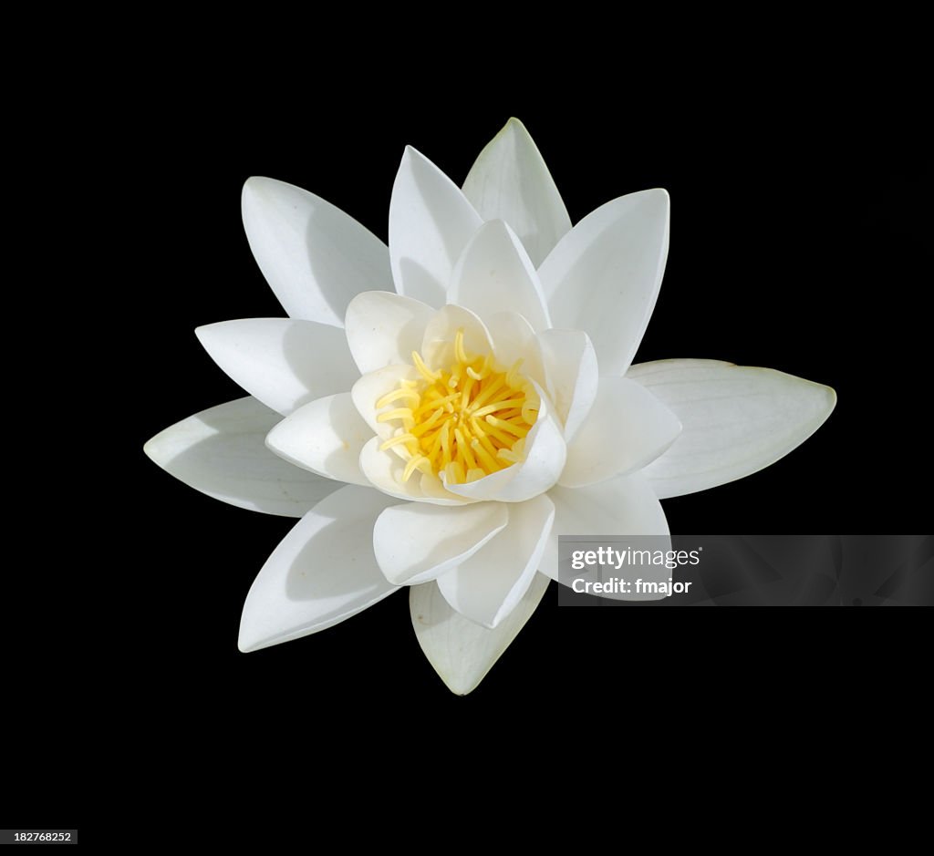 White Lily with yellow center isolated on black