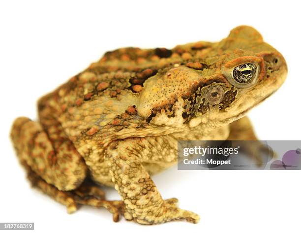 sapo de caña - cane toad fotografías e imágenes de stock