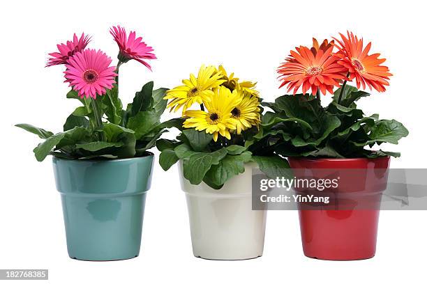 bunte gerbera daisies, topfpflanzen in keramik auf weißem hintergrund - topfpflanze stock-fotos und bilder