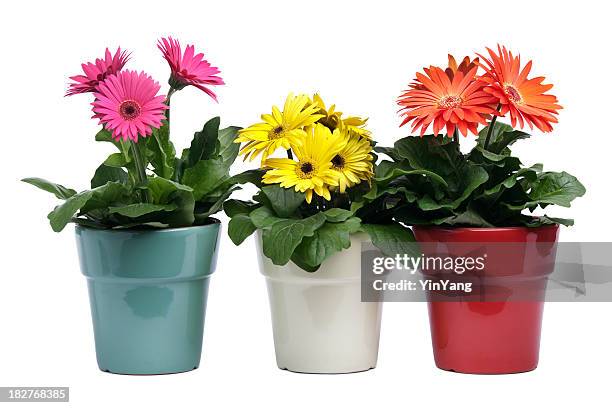 colorful gerbera daisies, potted plants in pottery on white background - pot plant 個照片及圖片檔