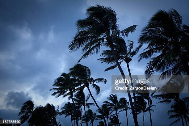 palm trees blowing in a tropical storm - tropical storm stock pictures, royalty-free photos & images
