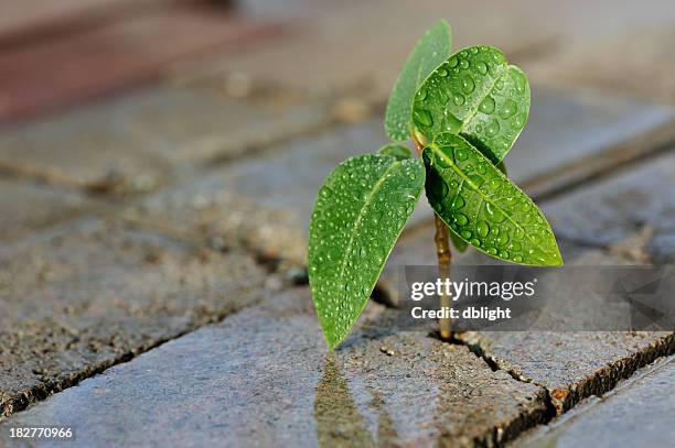 close-up of a small plant growing through bricks - strength endurance stock pictures, royalty-free photos & images