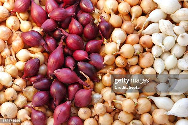multi-colored cebollas - cebolla fotografías e imágenes de stock