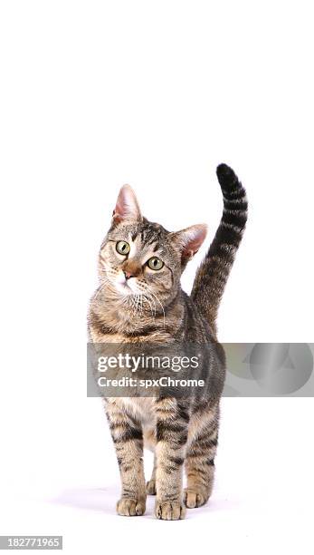 inquisitive cat - animal head isolated stock pictures, royalty-free photos & images