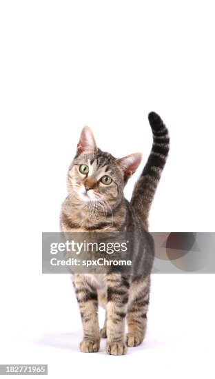 Gato Inquisitive Gato Inquisitive