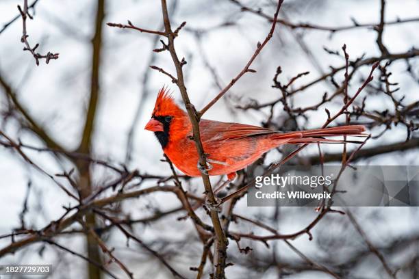 northern cardinal bird perching in a bare winter crabapple tree - northern cardinal stock pictures, royalty-free photos & images