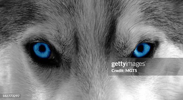 il lupo interno - animal eye foto e immagini stock