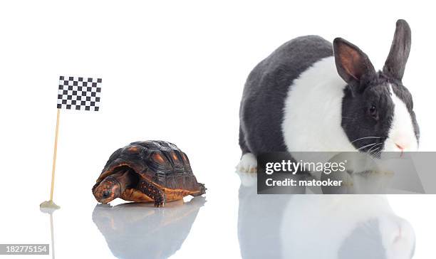 tortoise and hare at checkered flag focus on turtle - turtle race stock pictures, royalty-free photos & images