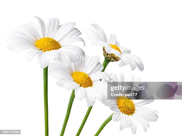 daisies isolated whit clipping path - daisy stock pictures, royalty-free photos & images