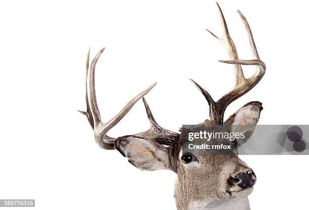 a headshot of the whitetail buck on a white background - antlers stock pictures, royalty-free photos & images