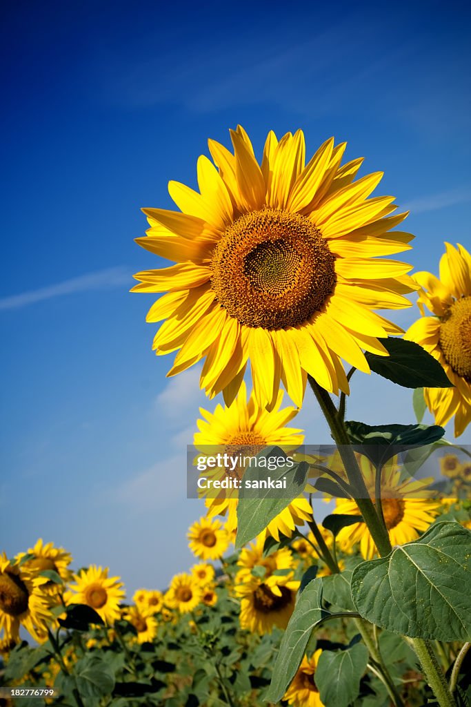 Field of Sunflowers