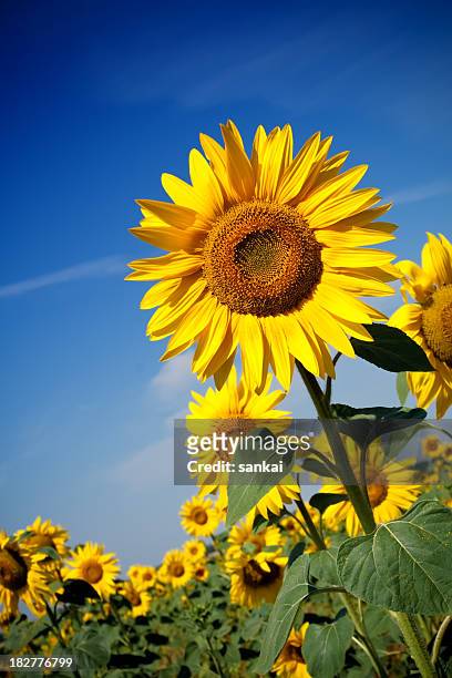 field of sunflowers - single flower in field stock pictures, royalty-free photos & images