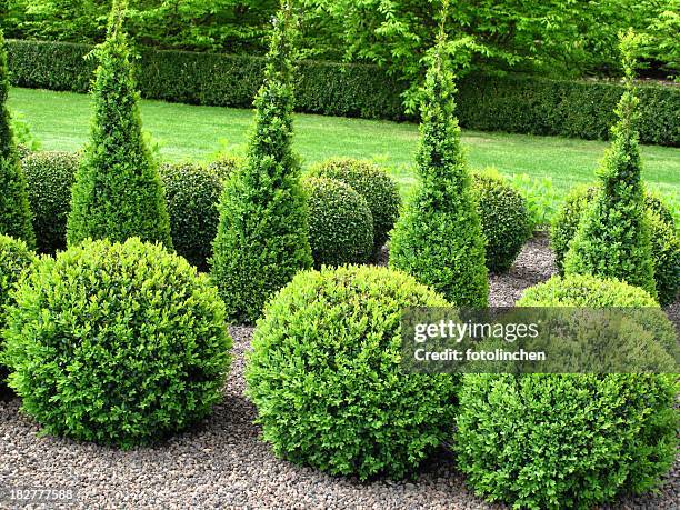 buxus balls for sale - buxus stockfoto's en -beelden