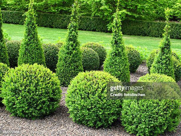 buxus bolas para venda - fila arranjo imagens e fotografias de stock