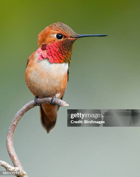 fuchskolibri-male - hummingbirds stock-fotos und bilder