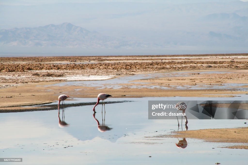 Andean flamingos and lake in salt flats Salar de Atacama San Pedro de Atacama, Chile