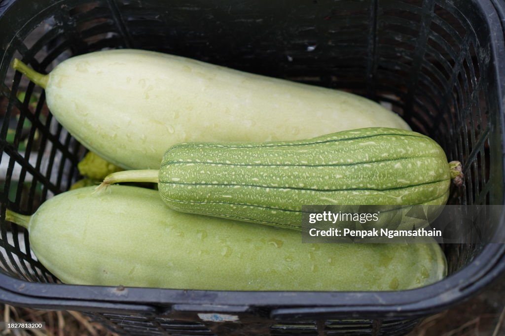 Wax Gourd