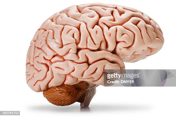 brain - human brain stock pictures, royalty-free photos & images