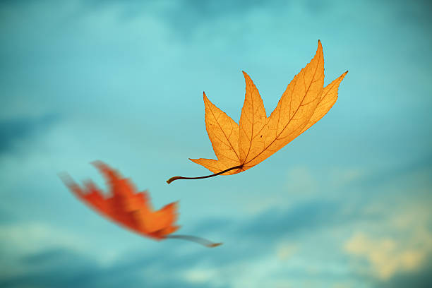 Fall Wheller 175,782 Fall Waether Stock Photos, High-Res Pictures, and Images ...