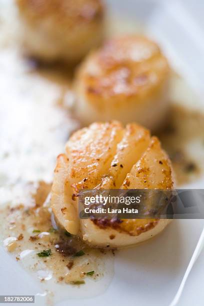 seared scallops with truffle herb butter - seared stock pictures, royalty-free photos & images