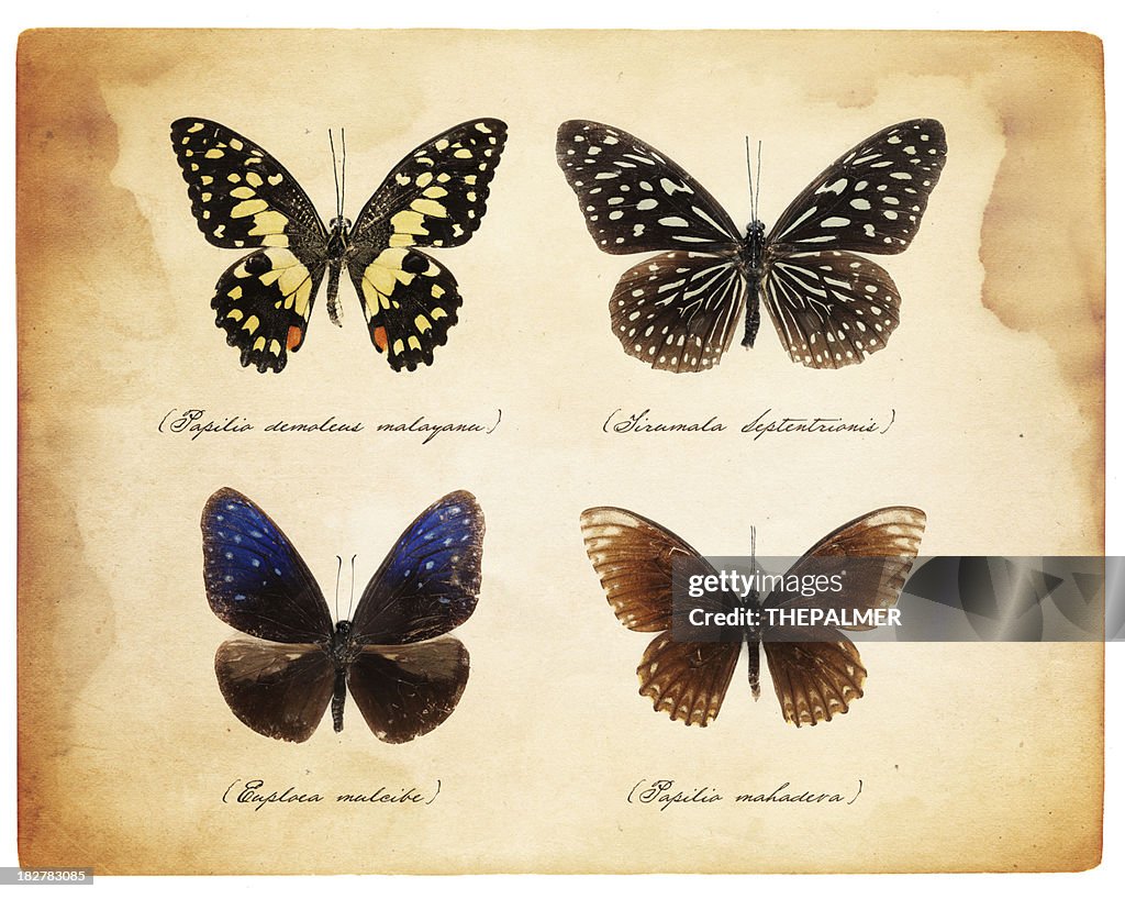 Taxidermie Schmetterlinge