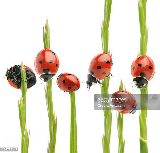 marienkäfer auf gras - ladybug stock-fotos und bilder