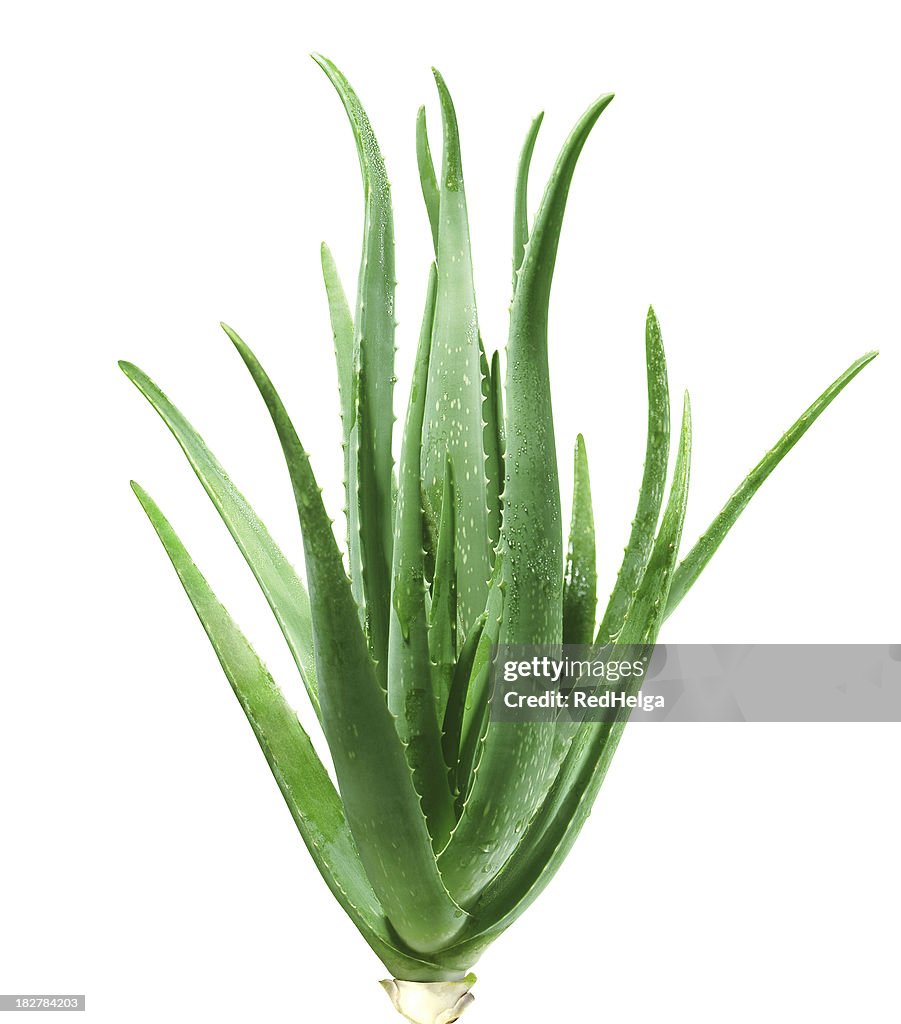 Aloe Vera Plant