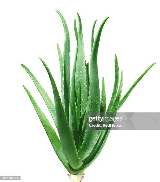 aloe vera - aloe fotografías e imágenes de stock