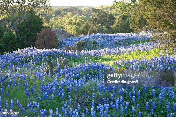 field of texas bluebonnets skimmed by morning sun - hill country stock pictures, royalty-free photos & images