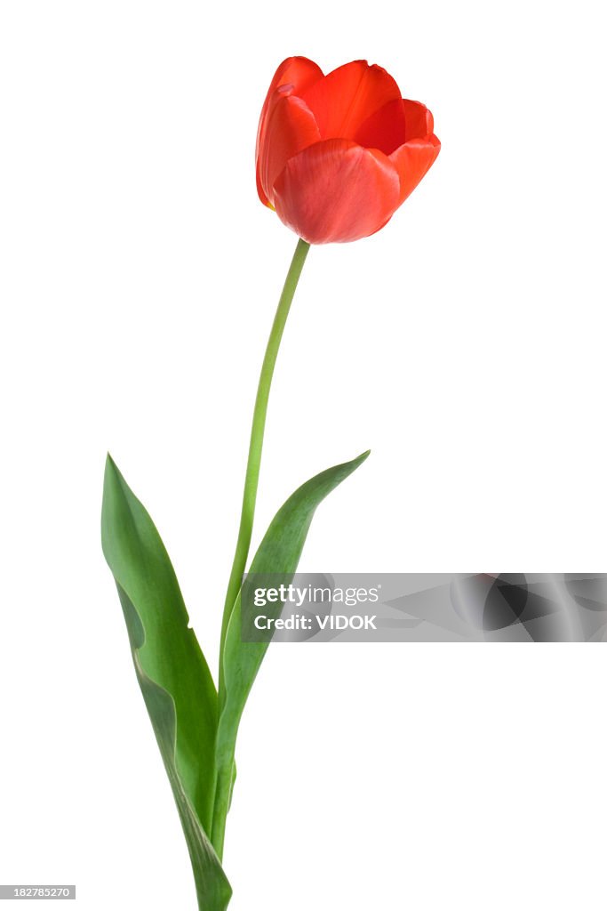 Tulipe.