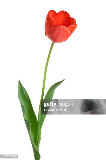 tulip. - tulpen stockfoto's en -beelden