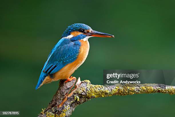 weibliche gemeinsamen eisvogel (alcedo atthis - kingfisher stock-fotos und bilder