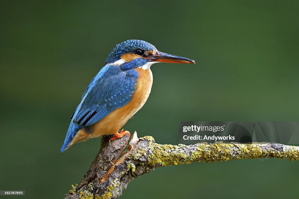 Female Common Kingfisher ( Alcedo atthis)