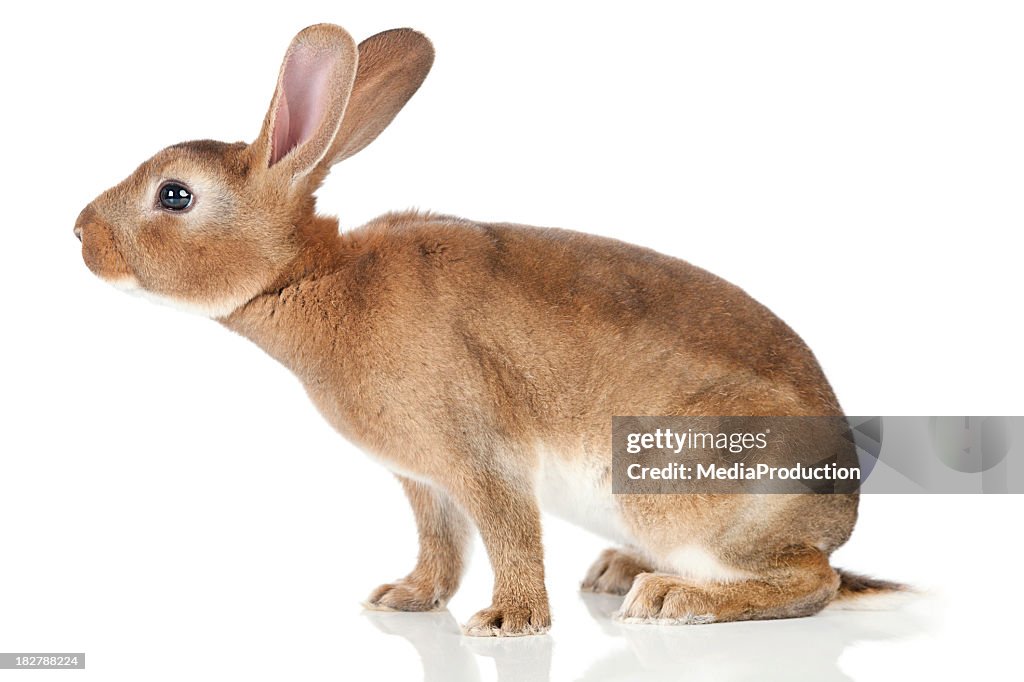 Schnupfen-Kaninchen