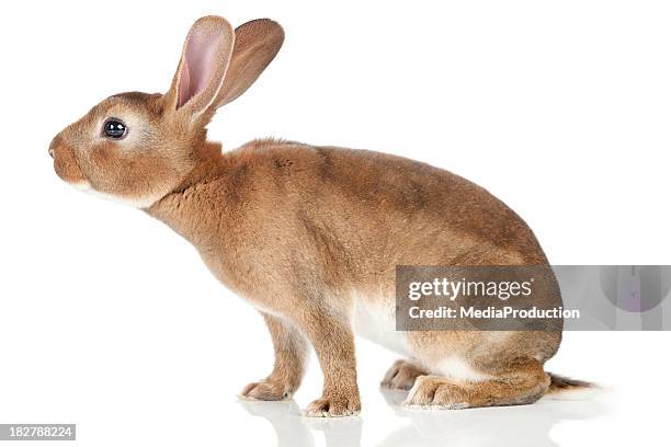 sniffing rabbit - bunnies stock pictures, royalty-free photos & images